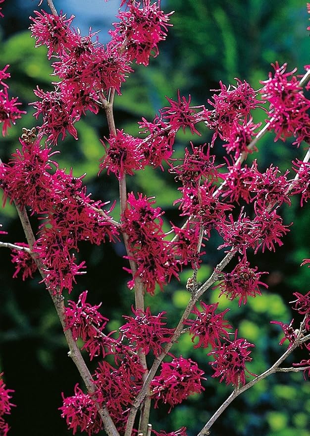 Weinrote Zaubernuss Feuerzauber - Hamamelis intermedia Feuerzauber
