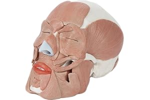 Axis Scientific 3-Part Painted Anatomy Skull Model with Facial Musculature – Life Size Anatomical Skull Muscle Model with 36 Removable Parts, Removable Skull Cap