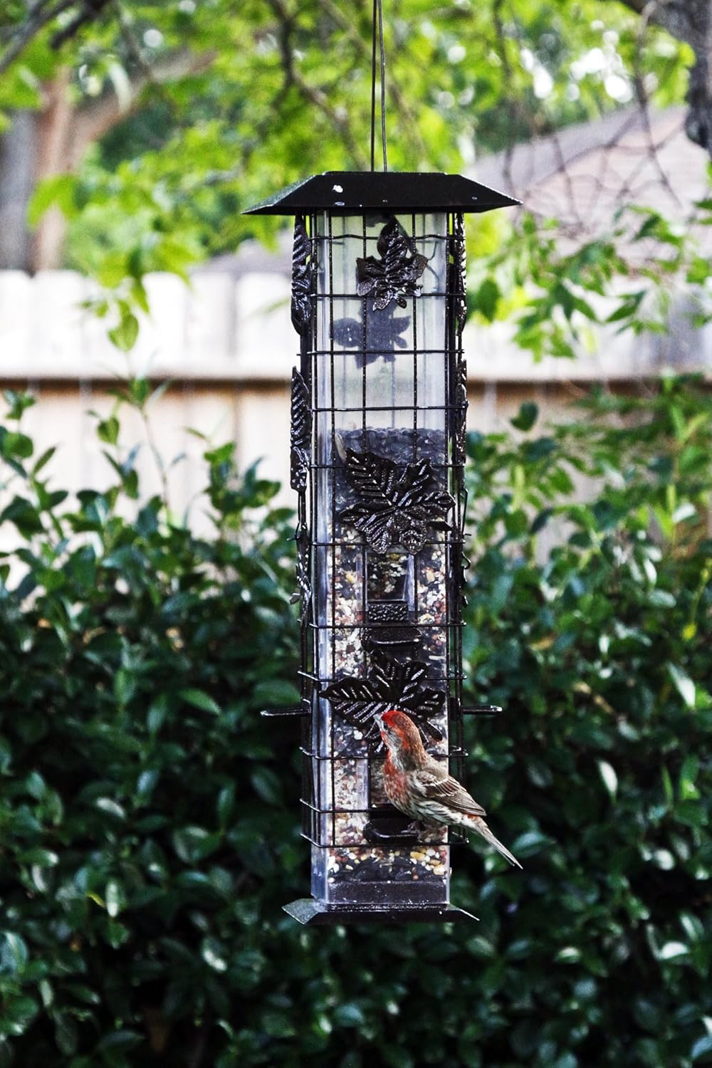Perky-Pet 336 Squirrel-Be-Gone Wild Bird Feeder – 2 lb : Garden & Outdoor