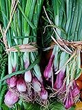 “Lillia” Bunching Onion Seeds – Red Amethyst
