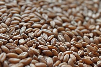 Dinkel ganz 5 kg Dinkelkörner Bäcker Qualität Körner 5000g