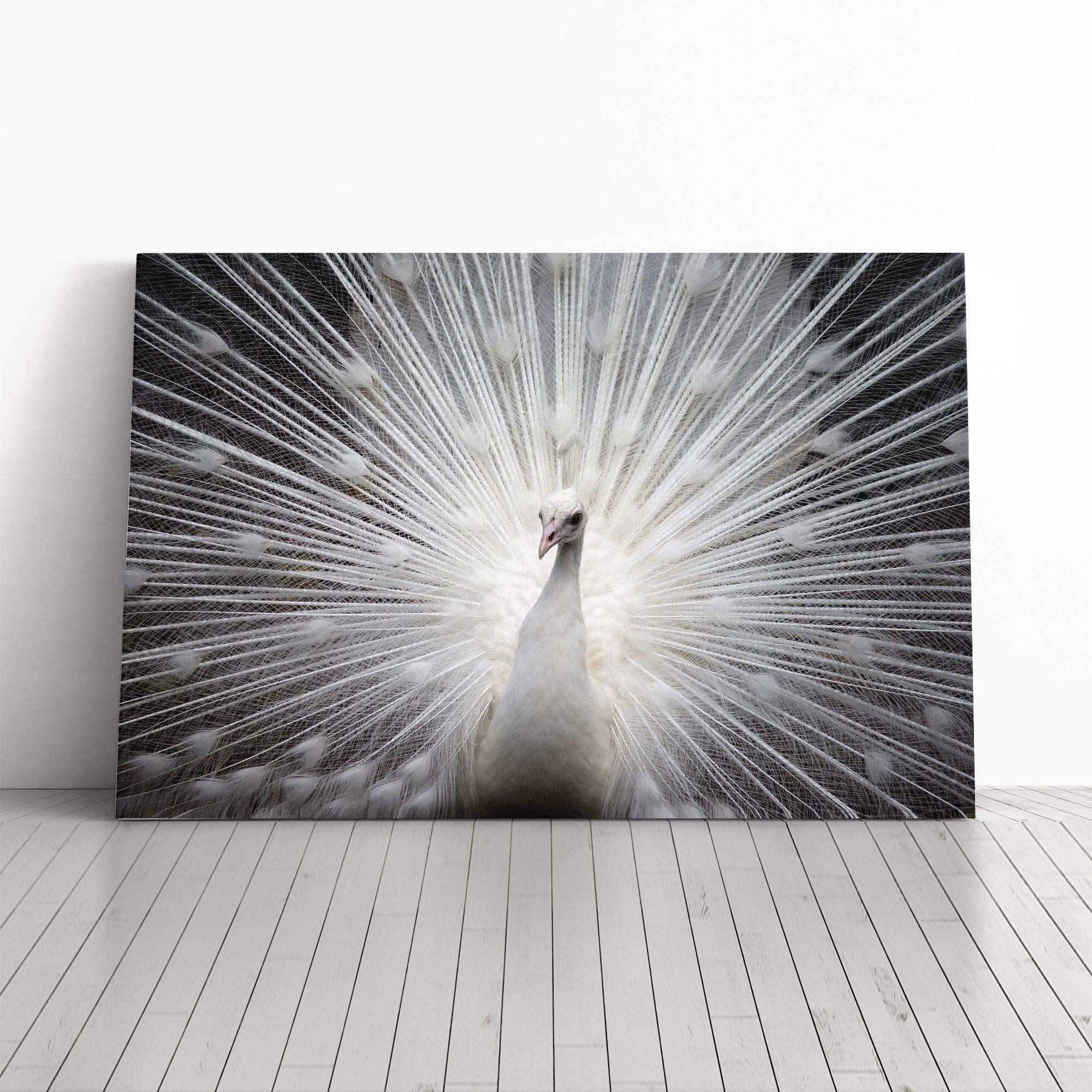 White Peacock Bird Vol.2 Canvas Print | Gallery Wrapped 30mm Frame Wall Art | 20x14 inches | Ready to Hang | Modern Animals Picture | Living Room Bedroom Lounge Office