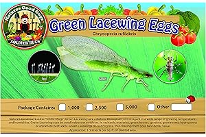 BUG SALES Green Lacewing 2,500 Eggs - Good Bugs