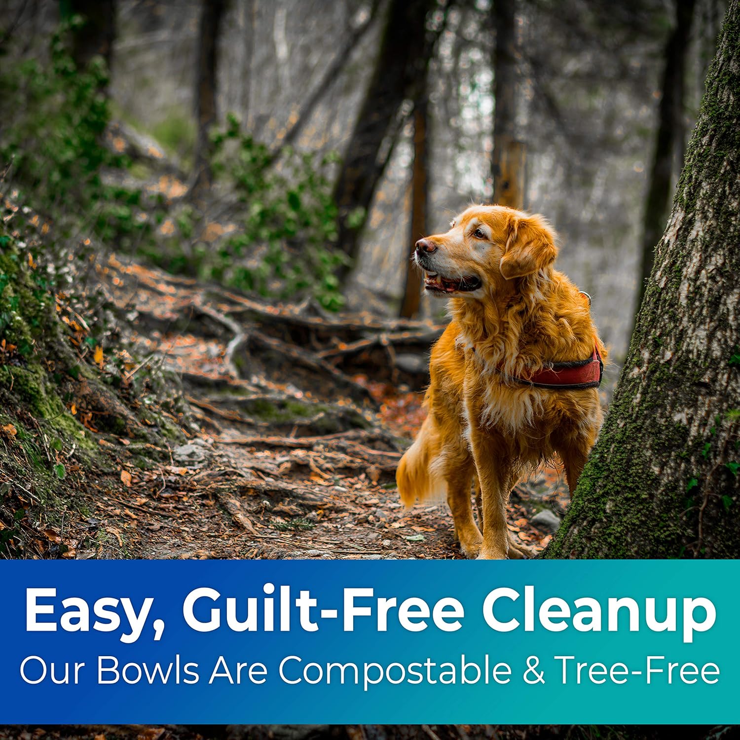 disposable cat food bowls