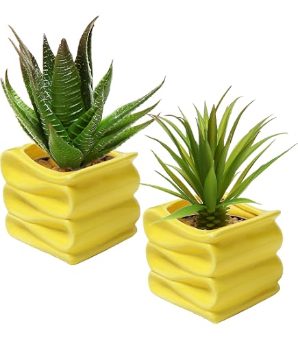 black coral.snake plant Black Coral Sansevieria Snake Plant main image 0