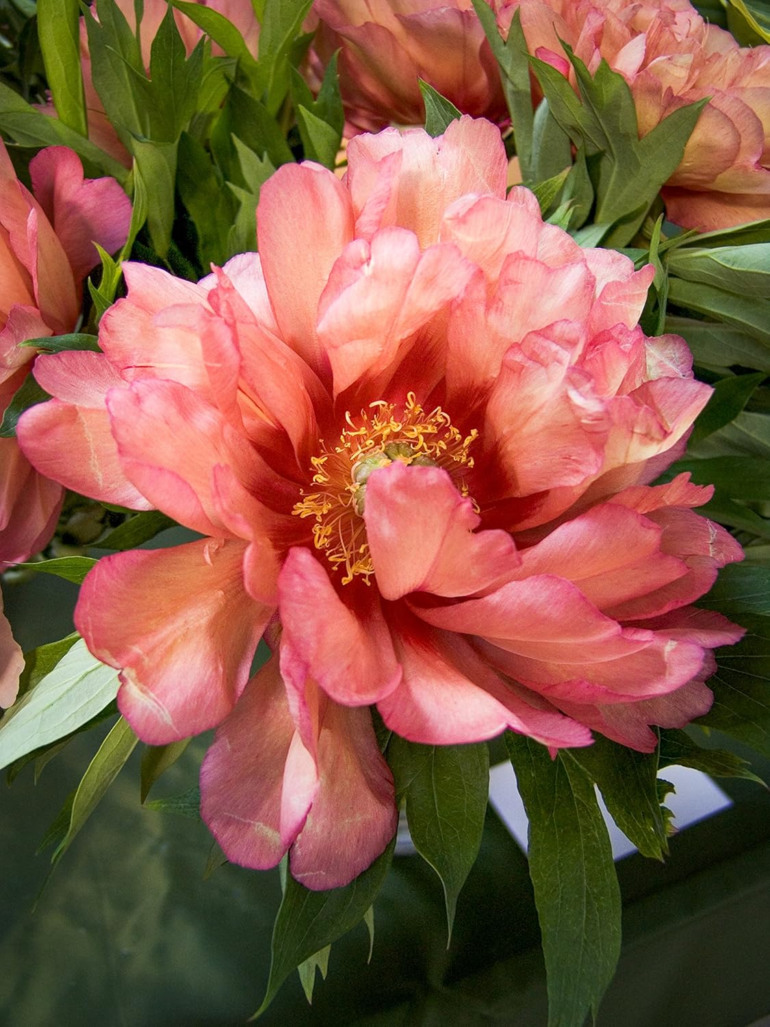 Itoh Peony Hillary Intersectional Hybrid Tree Peony Herbaceaous Perennial Amazon Co Uk Garden Outdoors