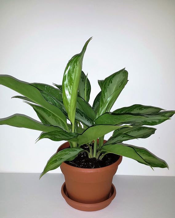 Plata Reina chino Evergreen – planta Aglaonema – 6