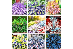 CARPET CREEPING 200+ Seeds Perennial Hosta Flower Seed for Planting Outdoors Garden Beauties