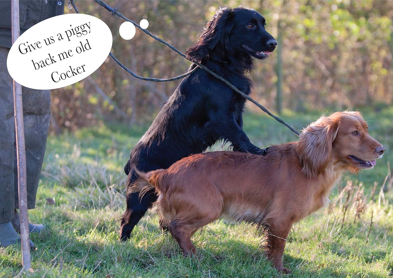 funny cocker spaniel