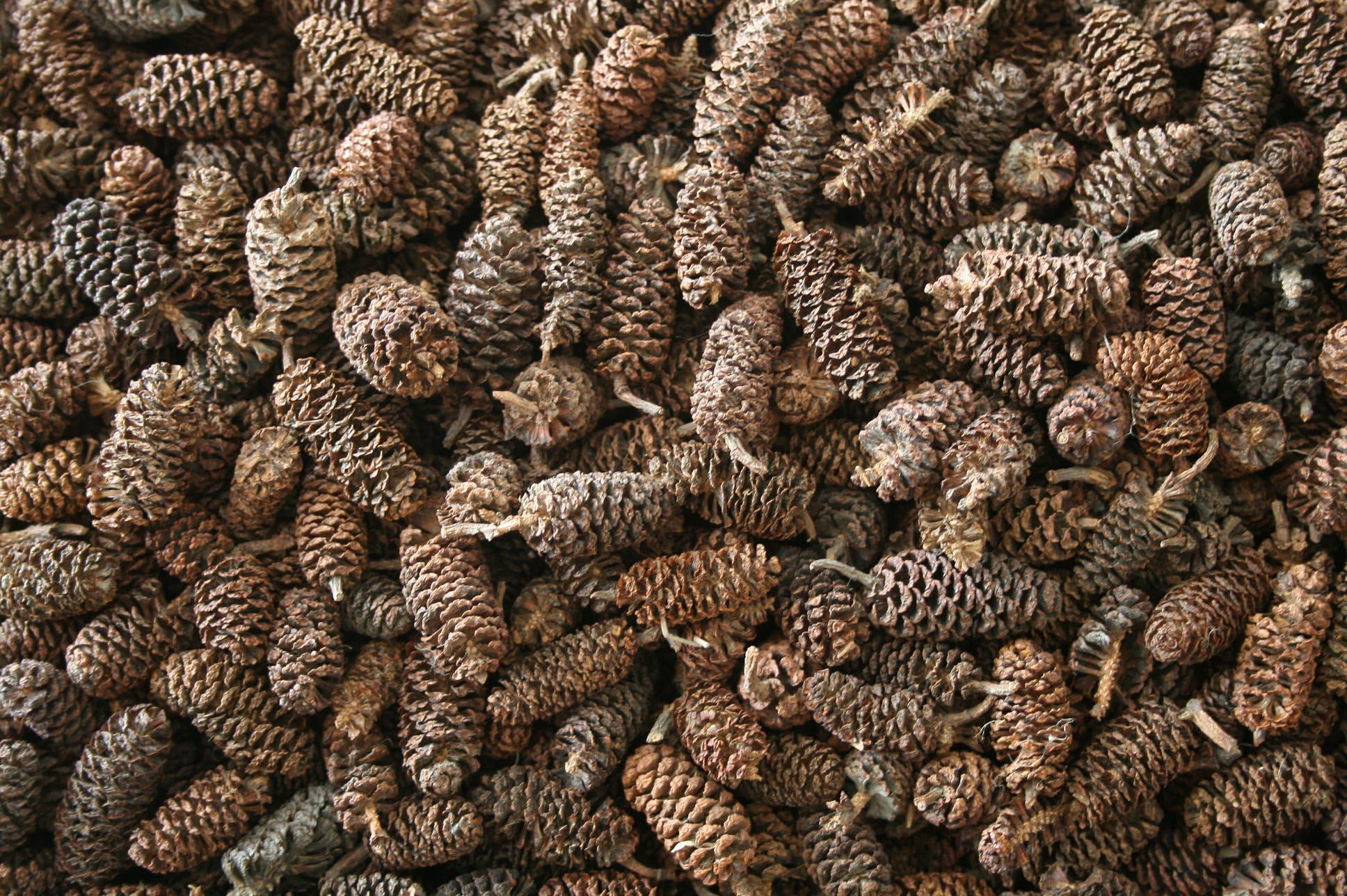 Keystone Wholesale Mini Pine Cones - Perfect for Potpourri or Crafting - American Made