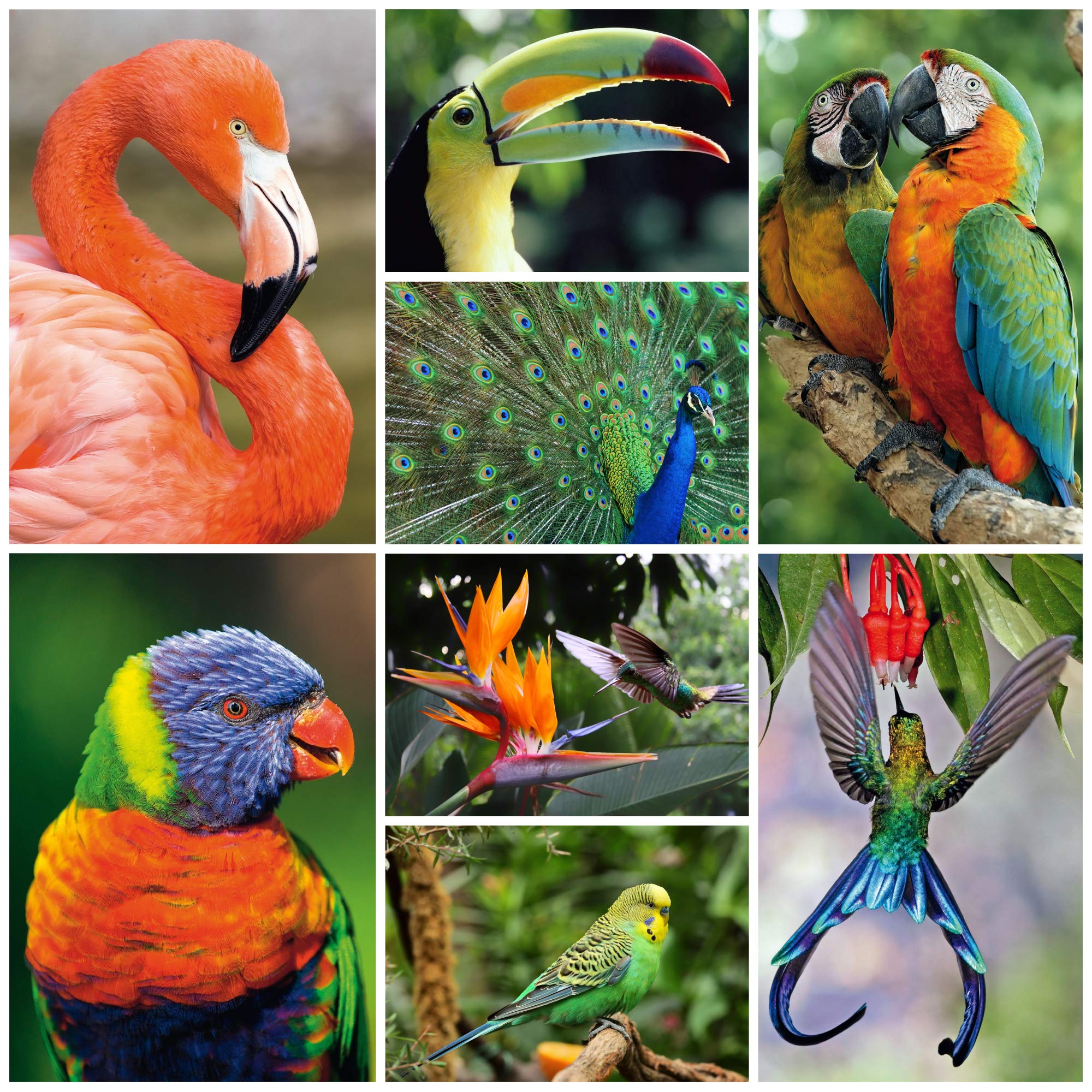 Edition Colibri 40 Animal Postcards Exotic Birds (8 Designs of 5 Pieces = 40 Pieces) - Postcard Set Animals for Children Postcrossing etc.