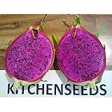 PURPLE Dragon Fruit cutting Plant Easy Growing Juicy Sweet