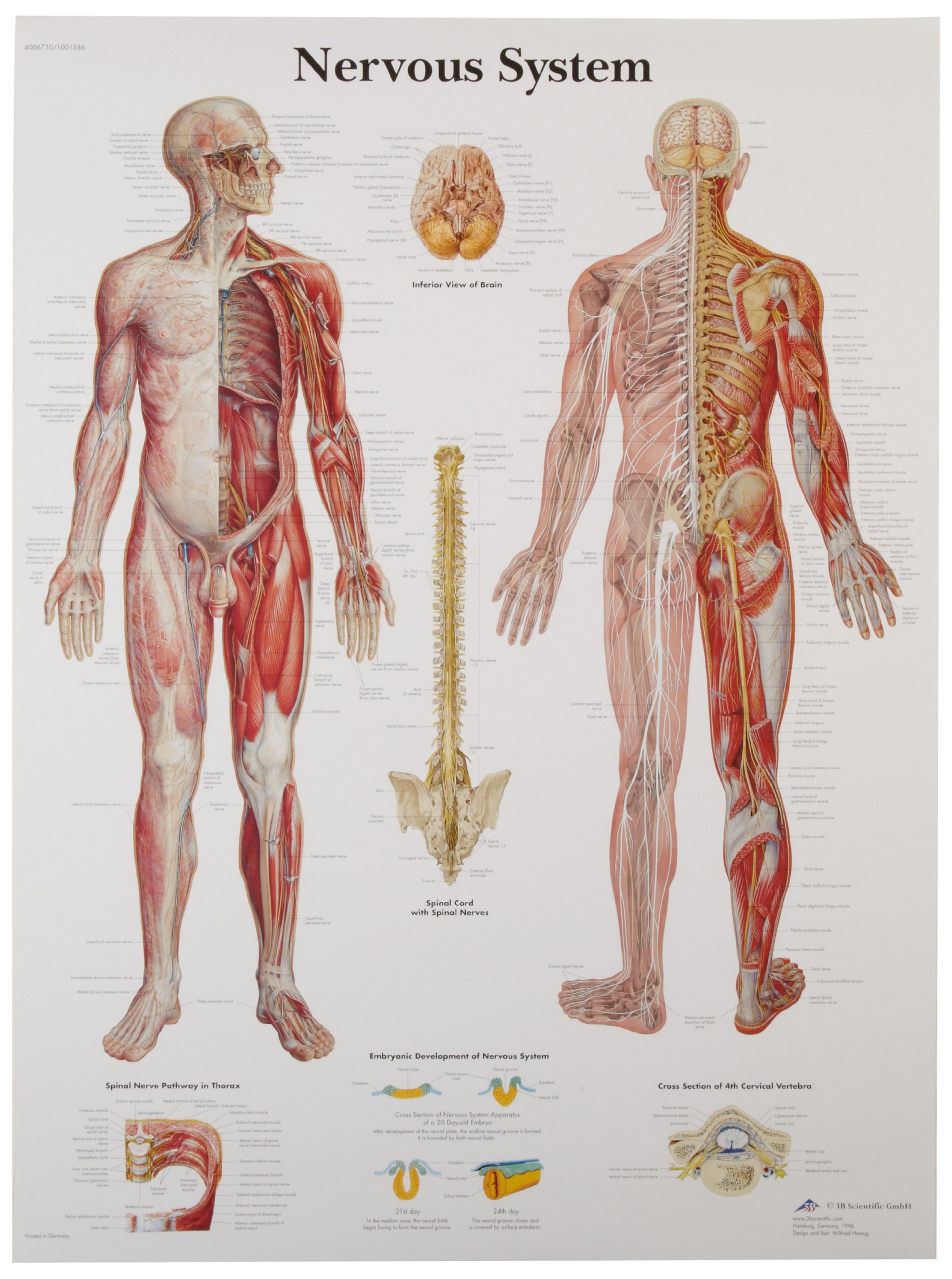 3B Scientific VR1620UU Human Anatomy - Nervous System Chart, Paper Version, unlaminated, 50.00 x 67.00 cms