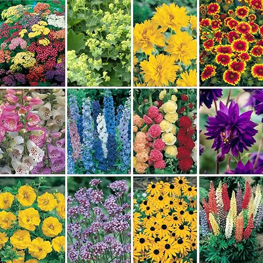 Complete Hardy Garden Perennial Plant collection 24 plug plants