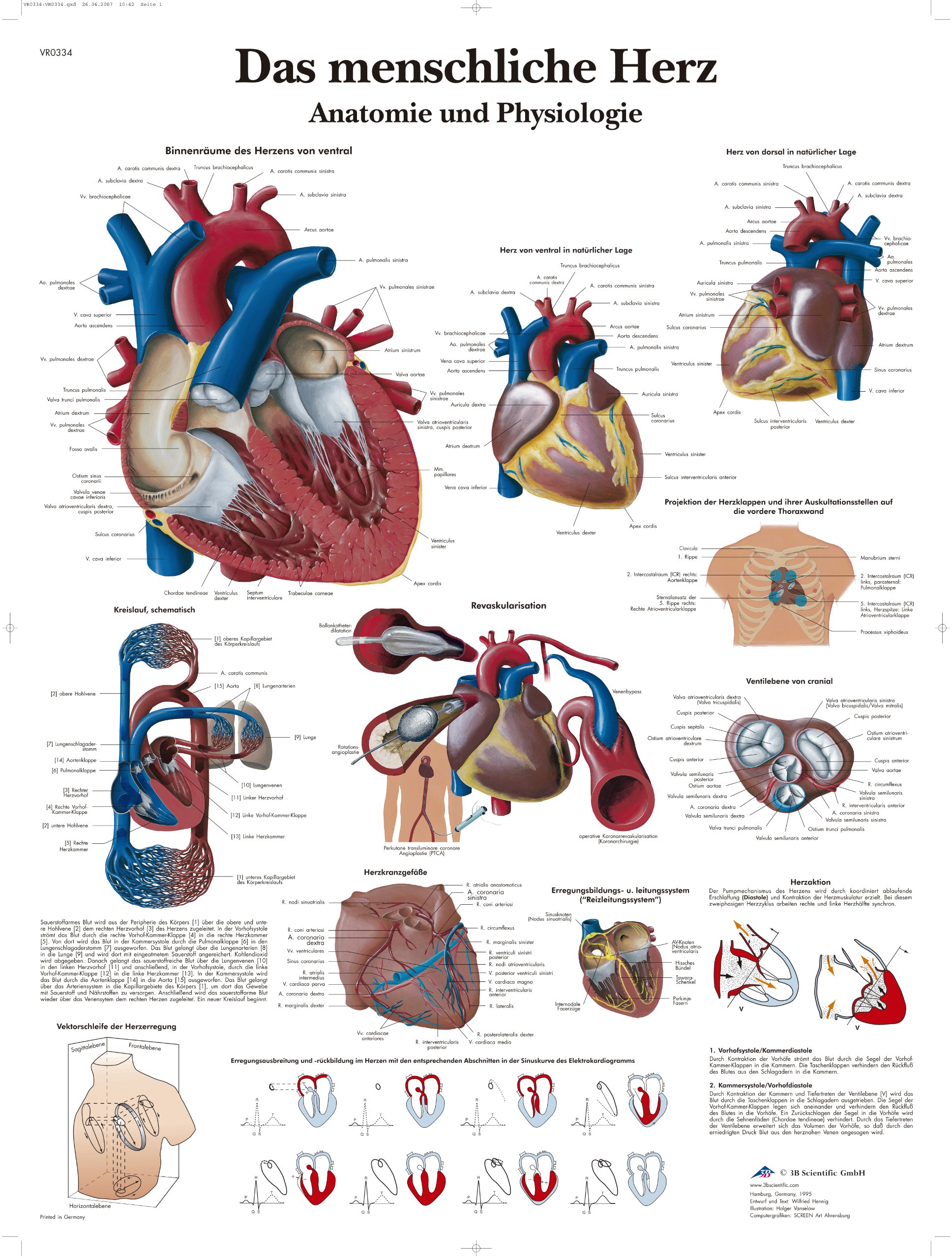 3B Scientific VR0334L Anatomy and Pathology Chart, Laminated, Das Menschliche Herz', [German Language Product]
