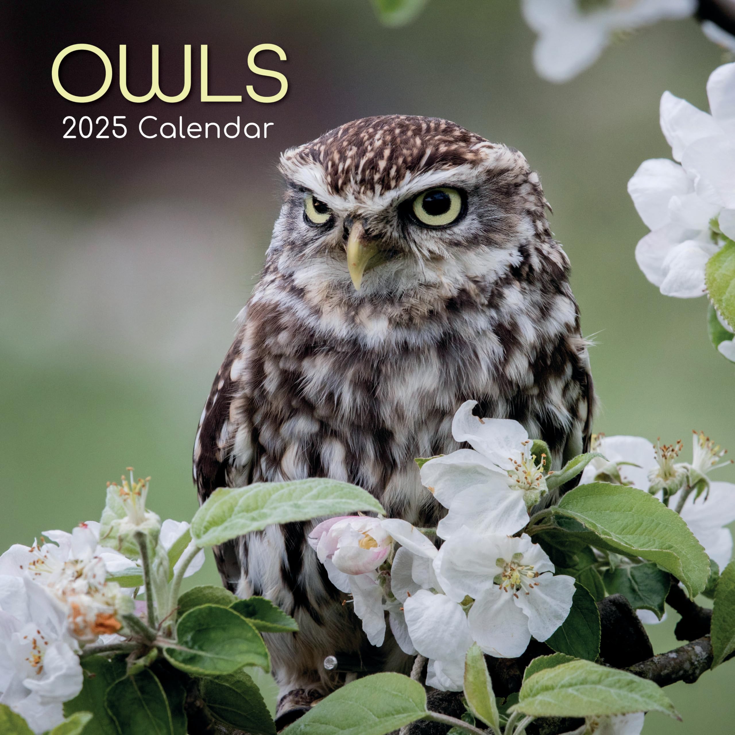 2025 Square Wall Calendar, Owls, 16-Month Animals Theme with 180 Reminder Stickers (30 x 30 CM)