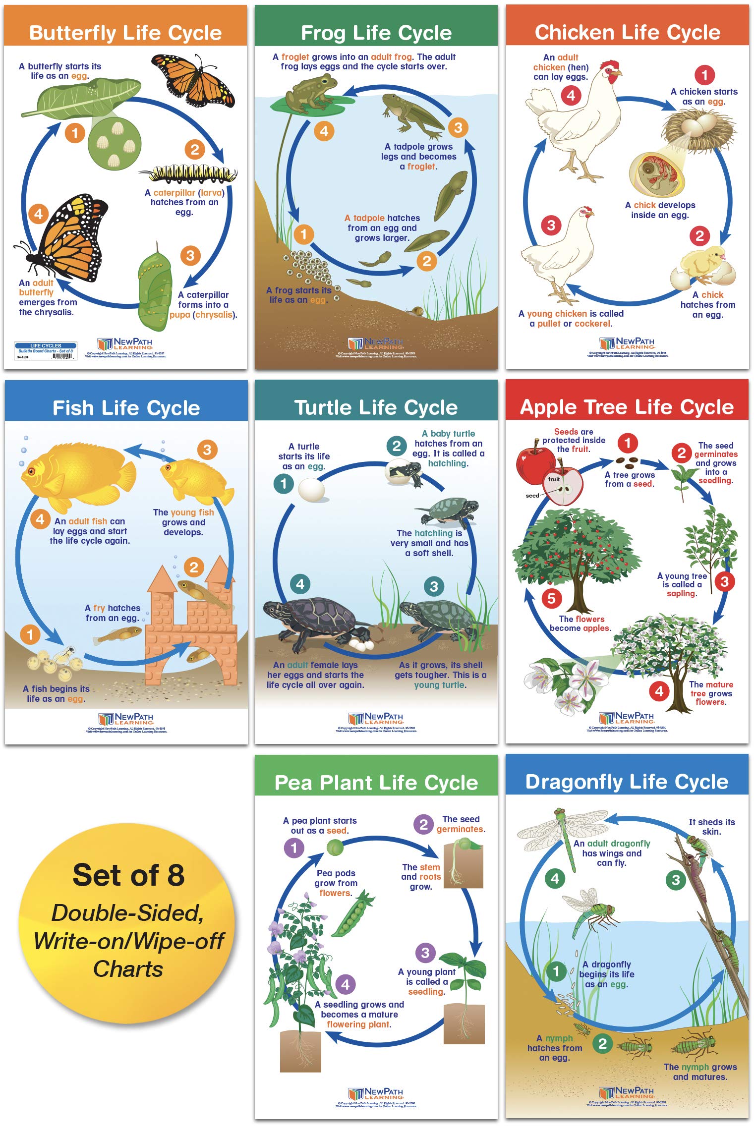 NEW PATH LEARNING Life Cycles Set of 8