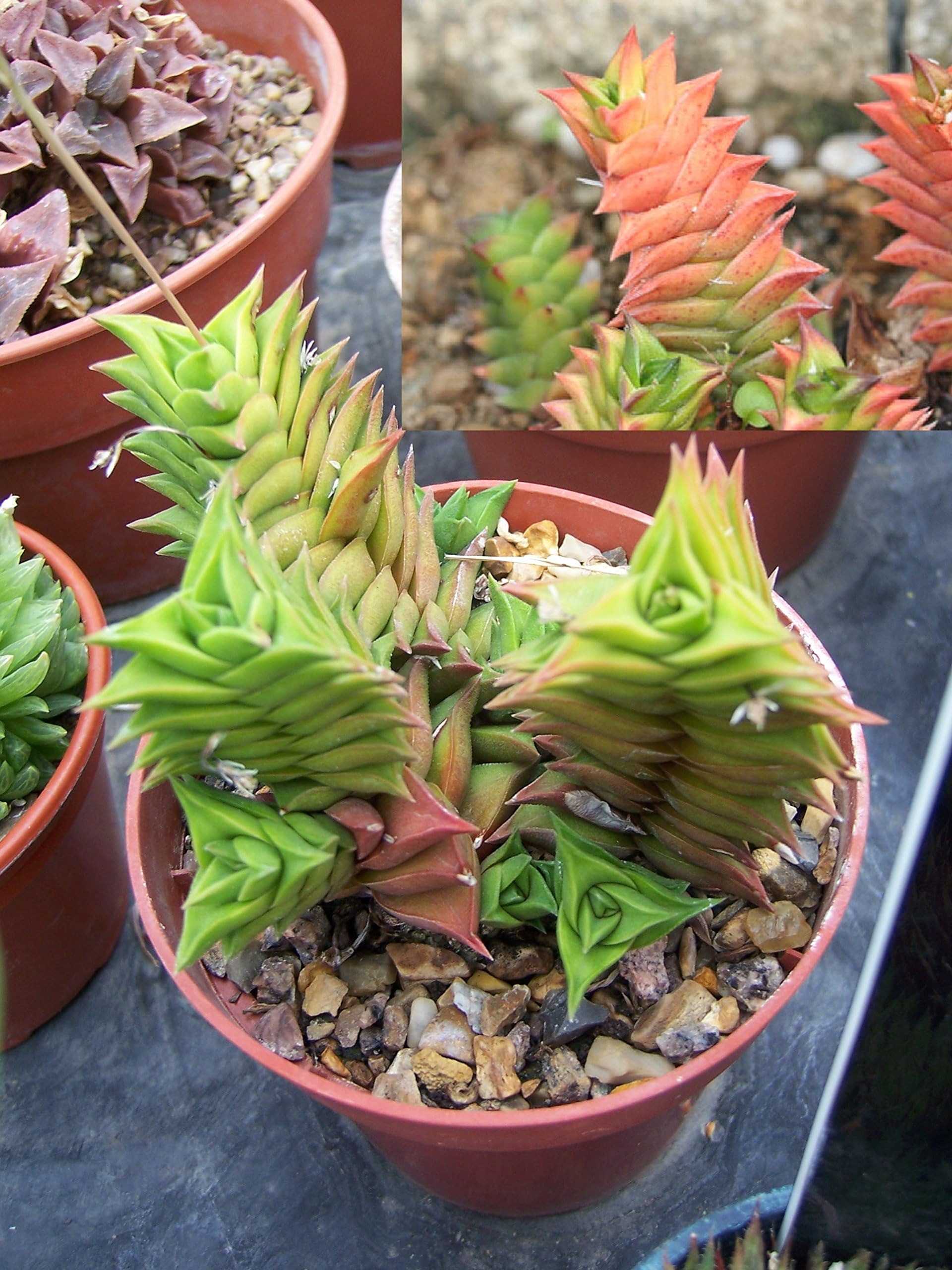 Haworthia Viscosa Crassula succulent Very Rare Collectors Cactus 5 Seeds