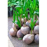 Coconut Tree, Green (Excludes Ca), Size: 12 inch