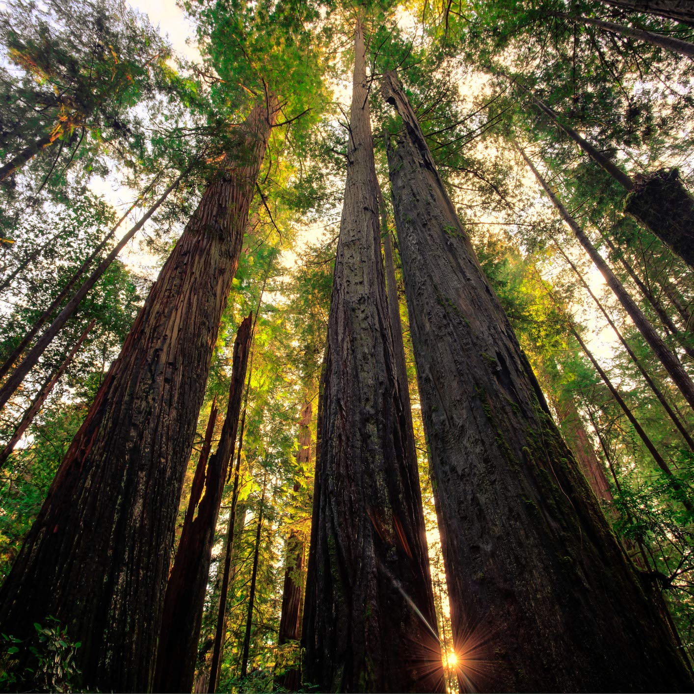 Ипе лапачо. Красивое дерево для превью. Дуб черешчатый дерево. Ash fraxinus. Секвойя редвуд.