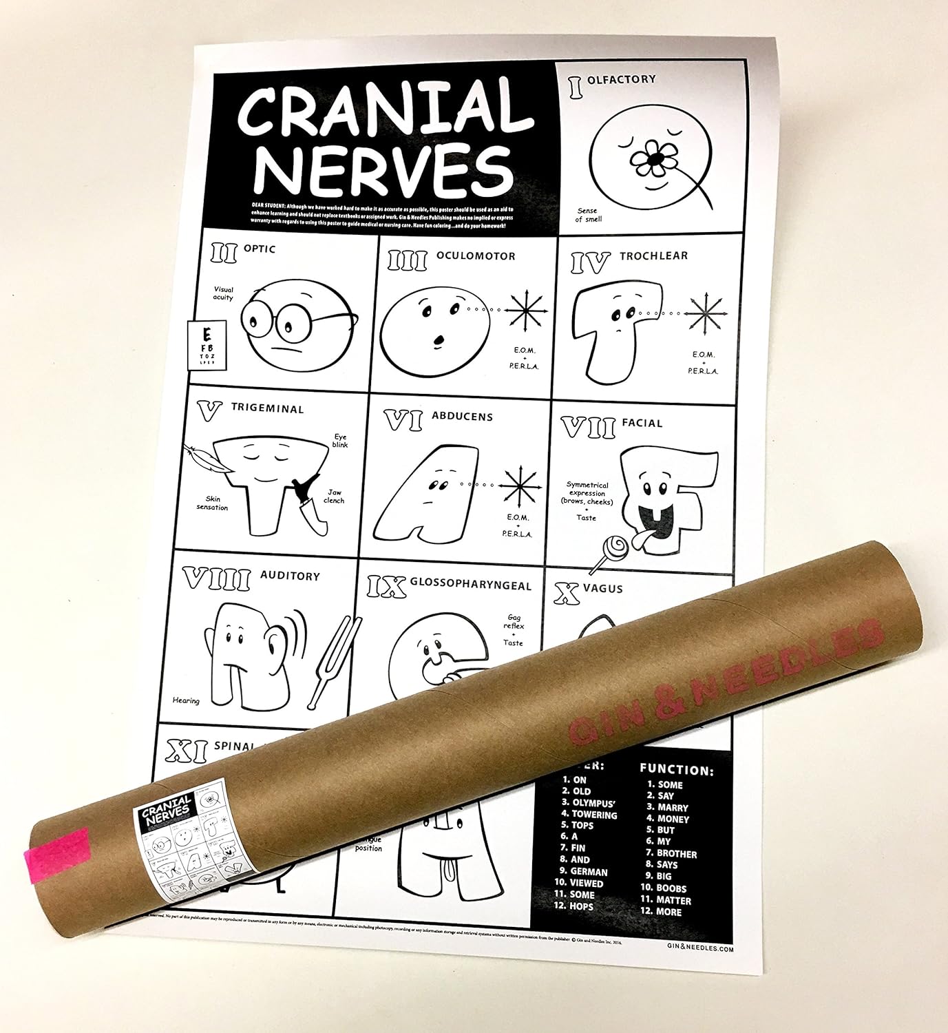 Cranial Nerves Chart - for Coloring: Amazon.com: Industrial & Scientific