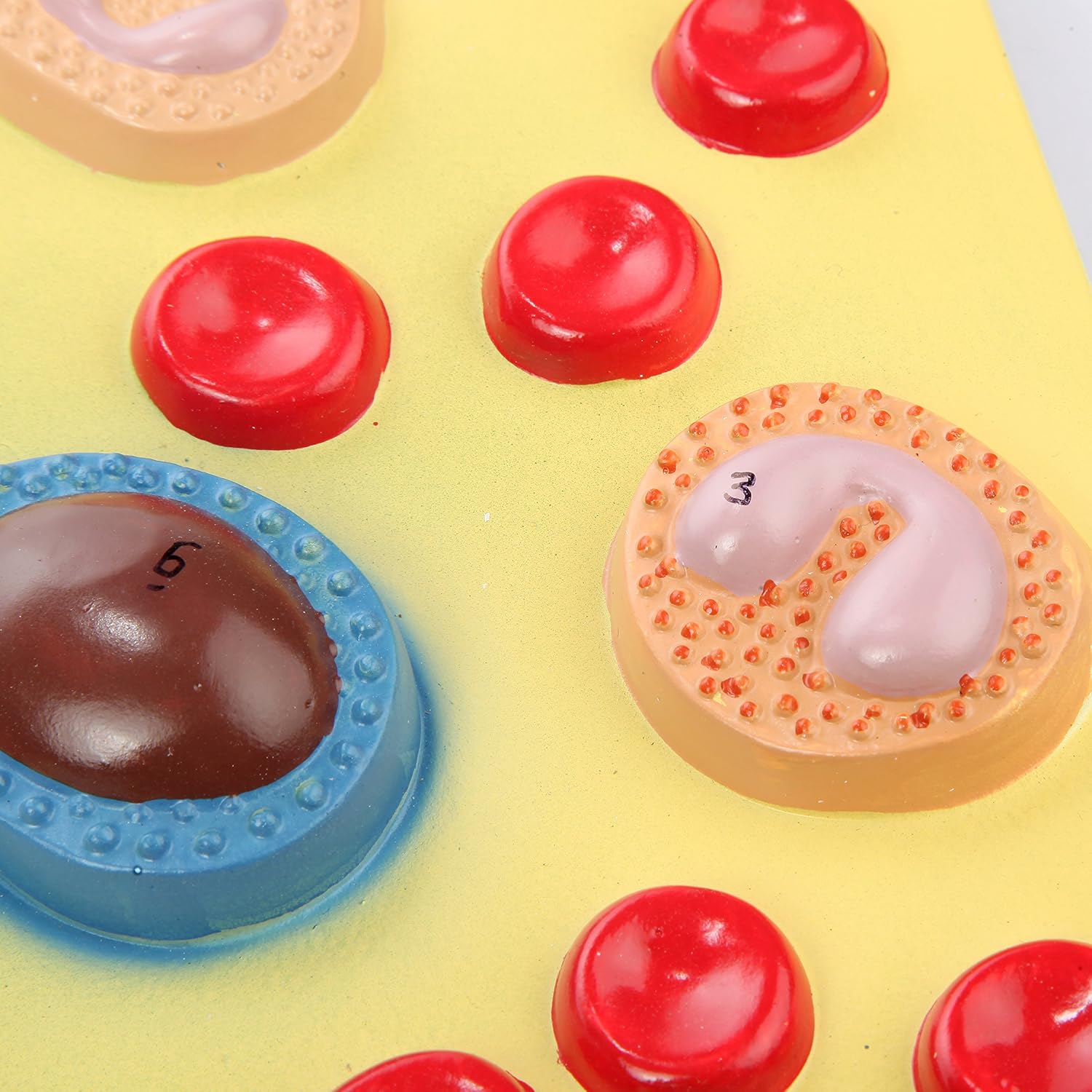 Science Education Model is Enlarged to Show Cellular Detail of Plasma Includes Product Manual