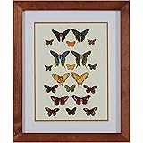 Amazon Brand – Stone & Beam Modern Green and Gold Butterfly Print Wall Art, Brown Frame, 18.5" x 22.5"