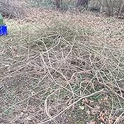 Amazon.com : Sun Joe CJ601E 14-Amp Electric Wood Chipper/Shredder