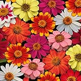 Outsidepride 50 Seeds Annual Zinnia Marylandica