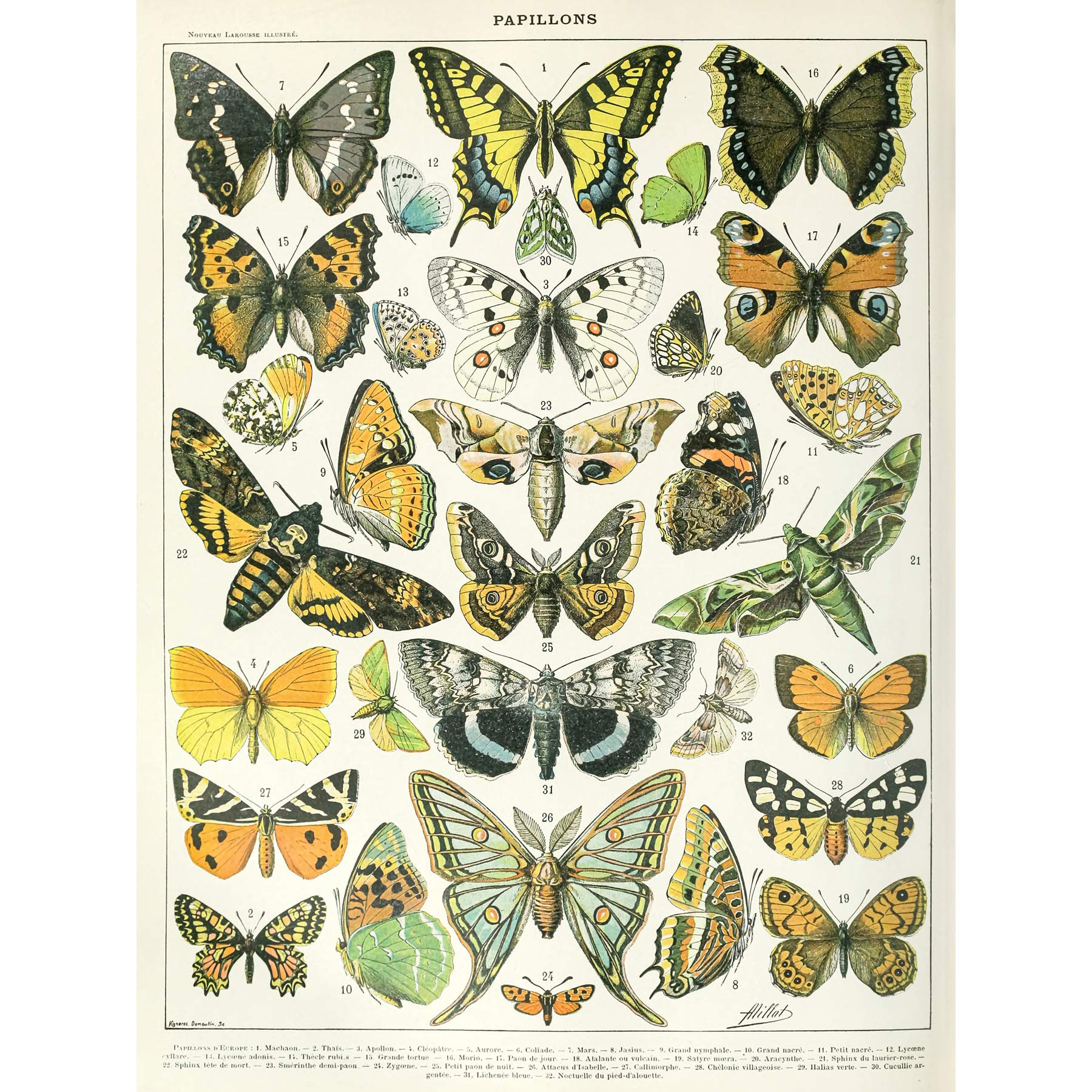 Artery8 Millot Encyclopedia Page Butterflies Moths Large Wall Art Poster Print Thick Paper 18X24 Inch