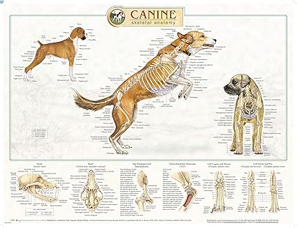 Canine Anatomy Complete Set Of 3 Charts Buy The Set And Save Anatomy Of The Dog Amazon Com Industrial Scientific