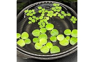 HIRO AQUATICS 6 Mini Amazon Frogbit + 6 Water Spangles Combo, Betta Fish Aquarium Floating Plants for beginners