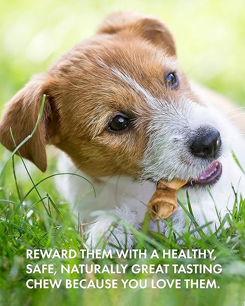 CANINE NATURALS CHICKEN RECIPE CHEW – RAWHIDE FREE DOG TREATS – MADE FROM USA RAISED CHICKEN – ALL-NATURAL AND EASILY DIGESTIBLE – 12 PACK OF MINI KNOTS FOR DOGS 5-20LB