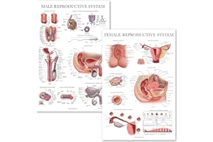 Palace Learning 2 Pack Male & Female Reproductive System Anatomical Charts - Male & Female Anatomy Poster Set - 18" x 24"