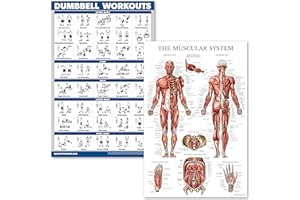 QuickFit Dumbell Workouts and Muscular System Anatomy Poster Set - Laminated 2 Chart Set - Dumbbell Exercise Routine & Muscle