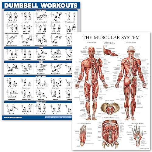 Poster Anatomia Muscolare Per Palestra E Bodybuilding, Grafico Allenamenti, Stampa Multicolore, Scegli La Taglia