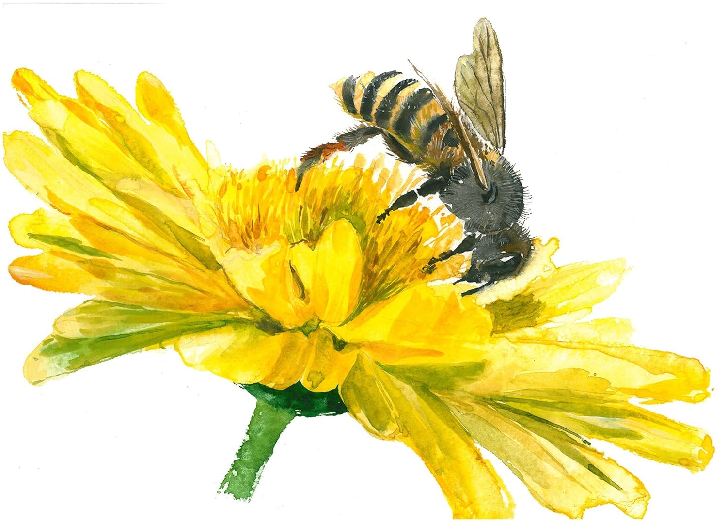 Honey bee art A051. Honey Bee art print (8x10).Honey bee