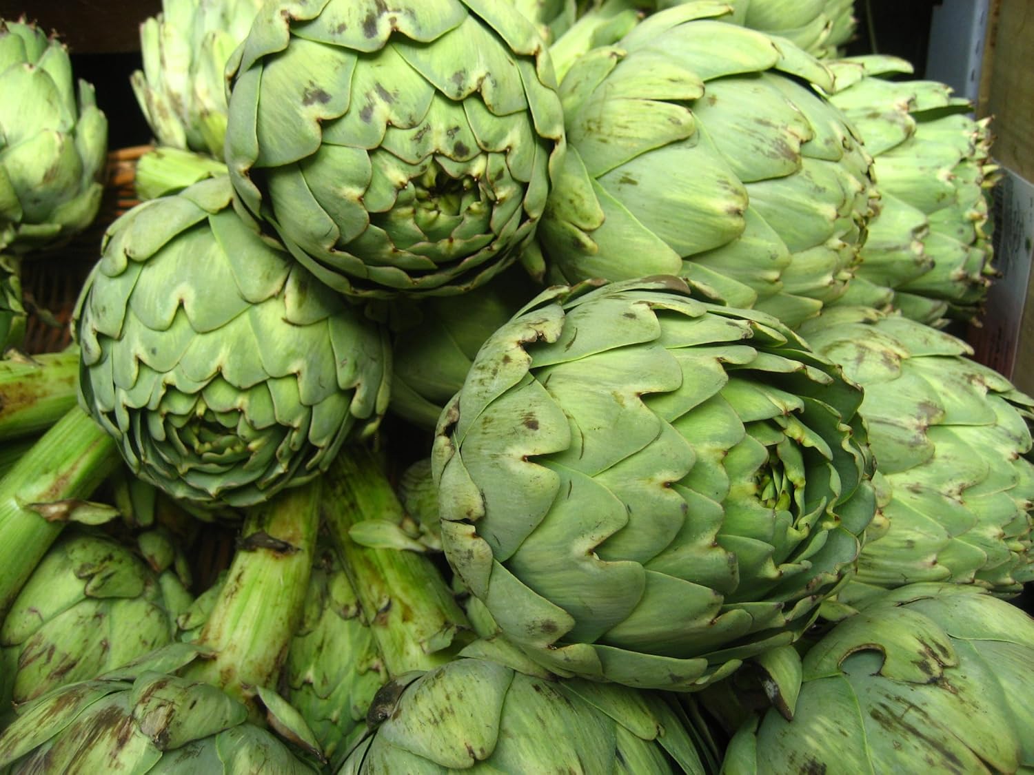 30 Green Globe Artichoke Seeds Garden &amp; Outdoor