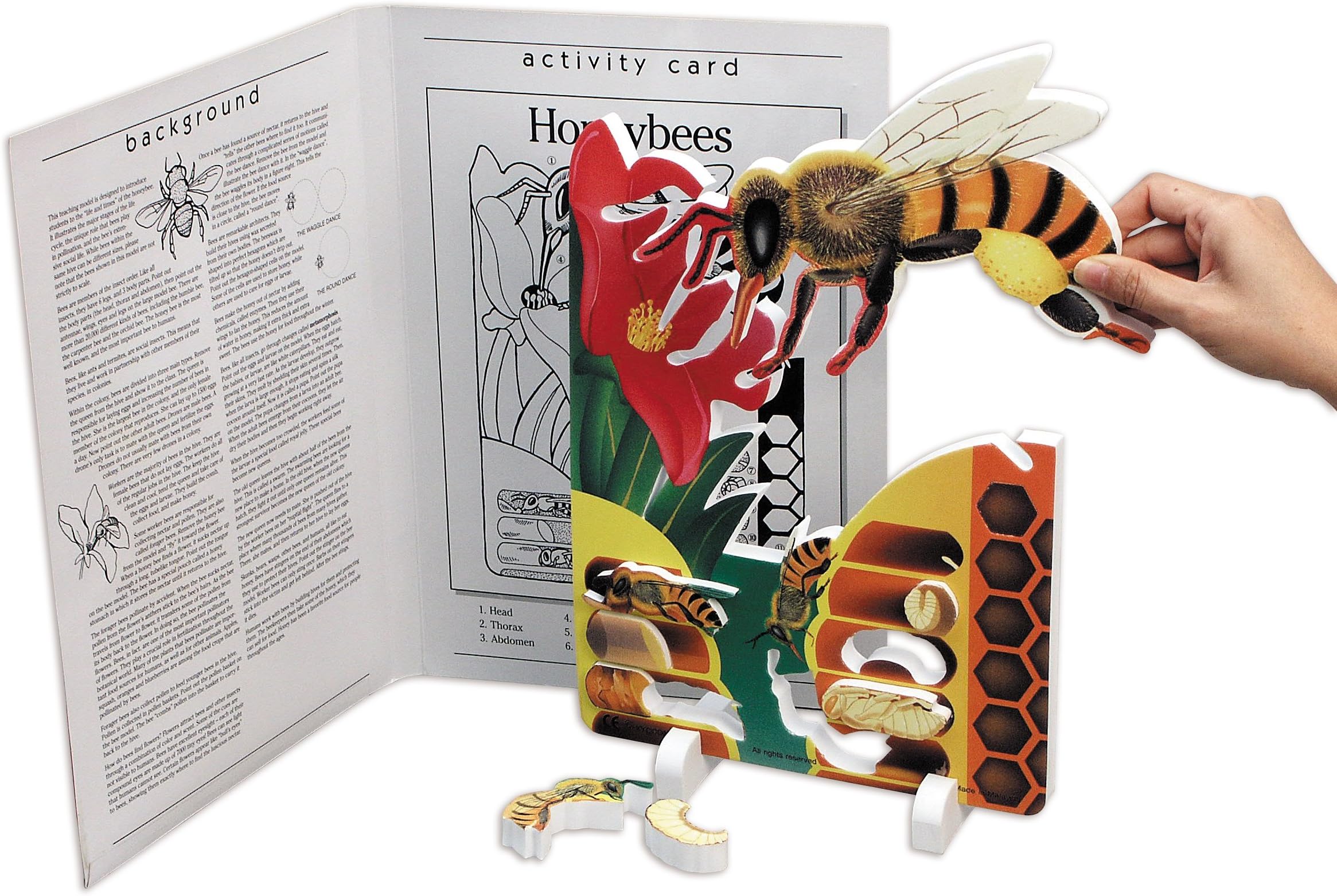 Book Plus Bee Life Cycle Foam Model, 10" x 14.5" x 0.75" Size