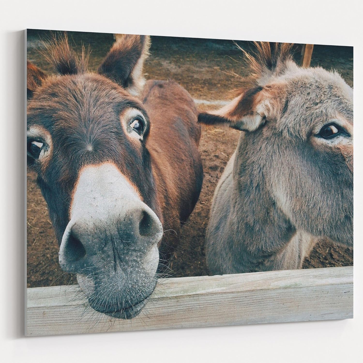 Westlake Art Canvas Print Wall Art Donkey Fauna on Canvas Stretched
