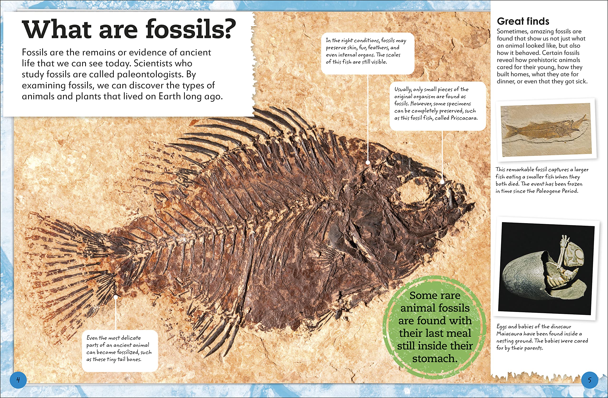 My Book Of Fossils A Fact Filled Guide To Prehistoric Life Dk 9780744049947 Amazon Com Books My Book Of Fossils A Fact Filled Guide To Prehistoric Life Dk 9780744049947 Amazon Com Books
