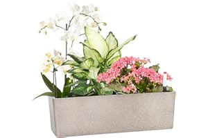 GardenBasix Elongated Self Watering Planter Pots Window Box 5.5 x 16 inch Indoor Home Garden Modern Decorative Planter Pot for All House Plants Flowers Herbs (Coffee,1-Pack)