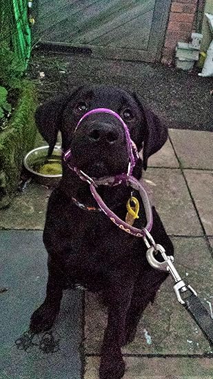 dogmatic headcollar near me