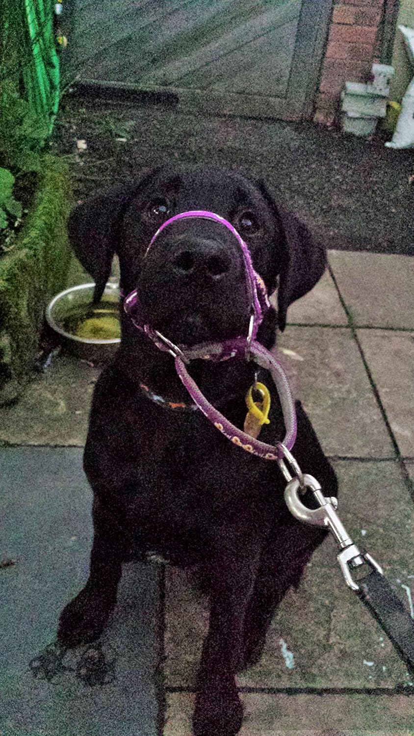 DOGMATIC HEADCOLLAR PADDED CUSHIONED WEBBING PCW PURPLE SIZE 7