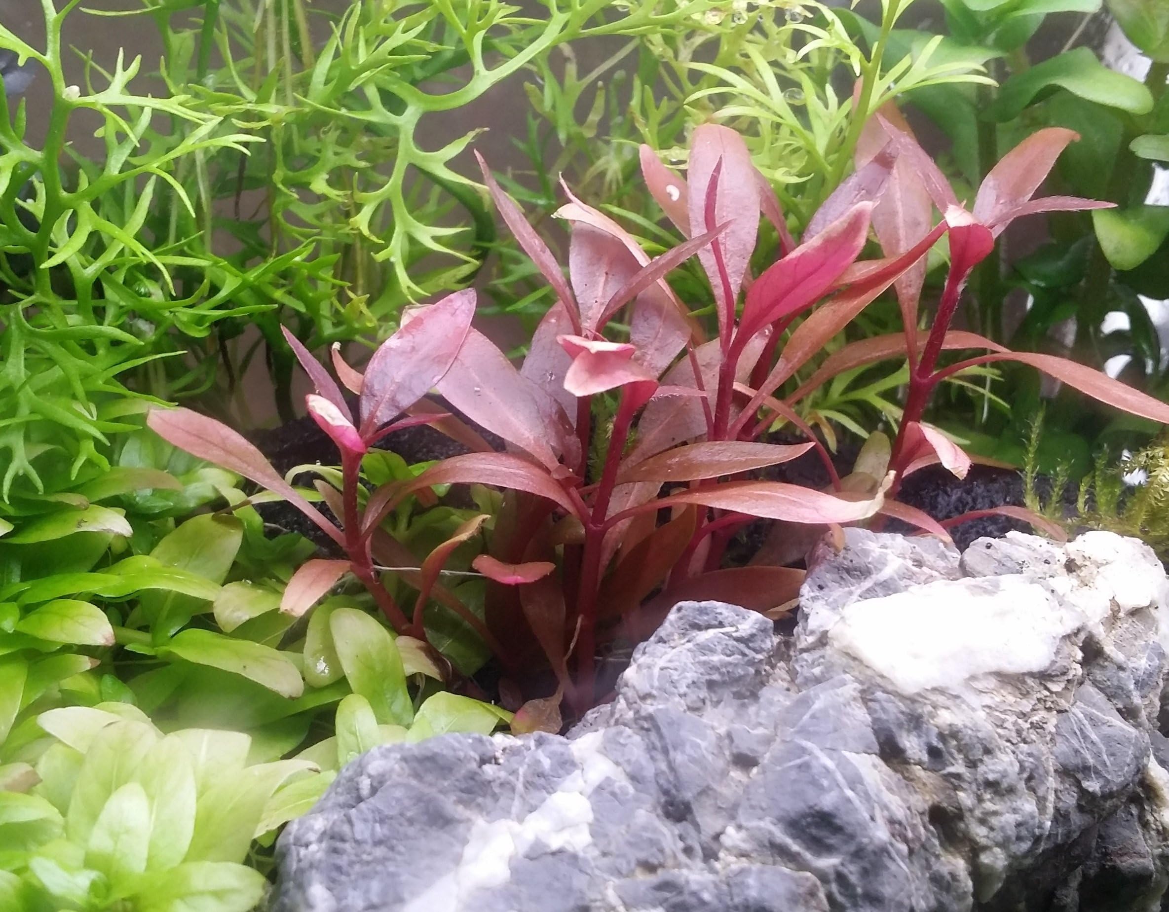 PearlingPlants, Alternanthera Reineckii Mini