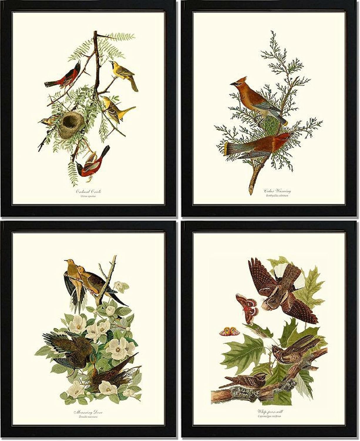 Bird Prints by James Audubon. Matched Set of 4 Vintage Wall