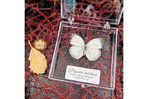 WEI-SECRET Real Taxidermy Butterfly - Butterfly Specimen Artwork Material Decor, Taxidermy Animals Transparent Box Multiple Choice (White Butterfly Gift)