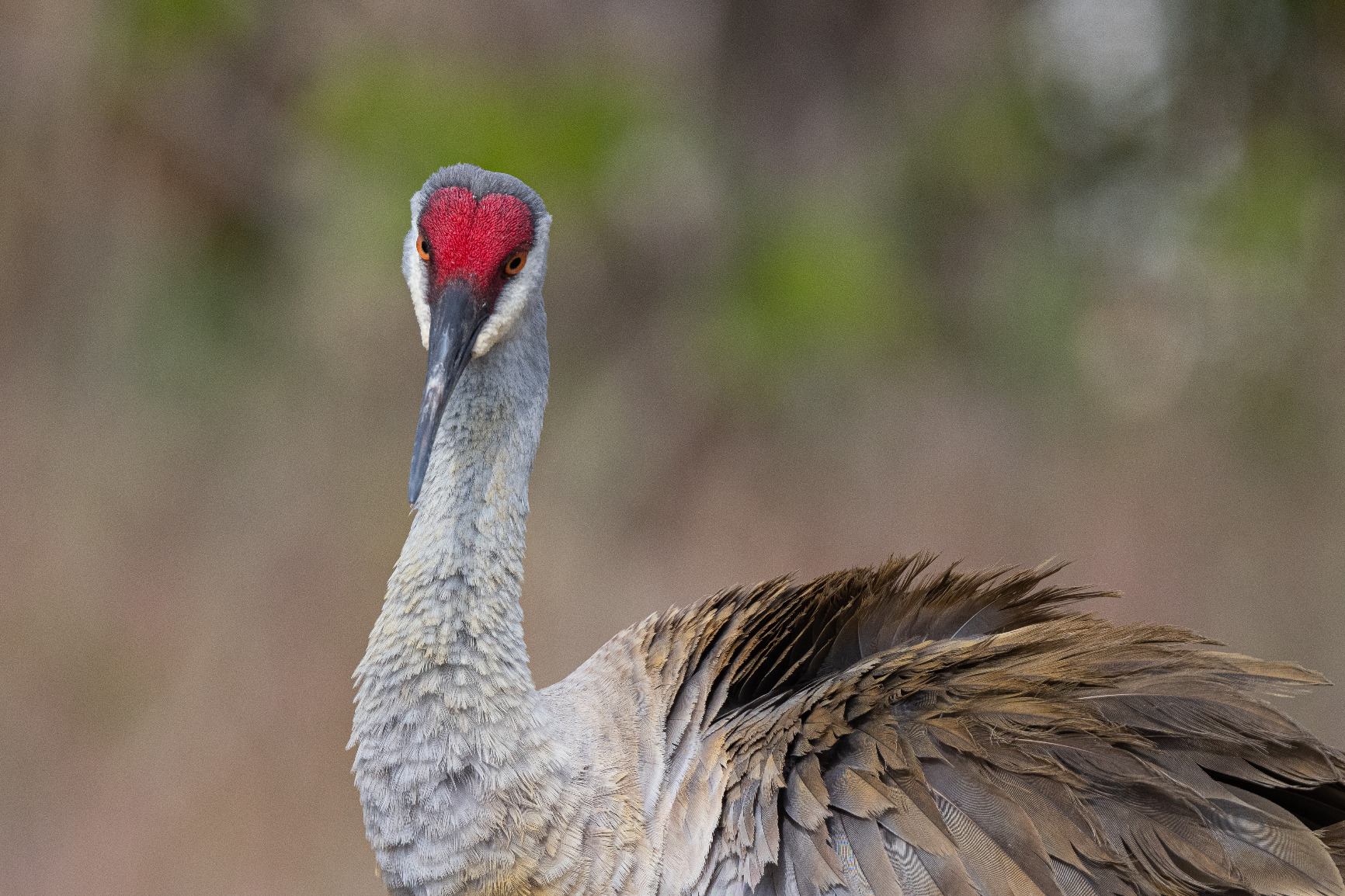 92/mo Finance Nikon AFS NIKKOR 500mm F/5.6E Pf ED VR SuperTelephoto Lens Black Buy Now