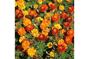 Outsidepride French Marigold Seeds Mix - 1000 Pcs Annual, Compact, Heat & Drought Tolerant Flower Seeds for Planting w/Orange & Yellow Prolific Blooms, Ideal for Vibrant Pollinator Gardens