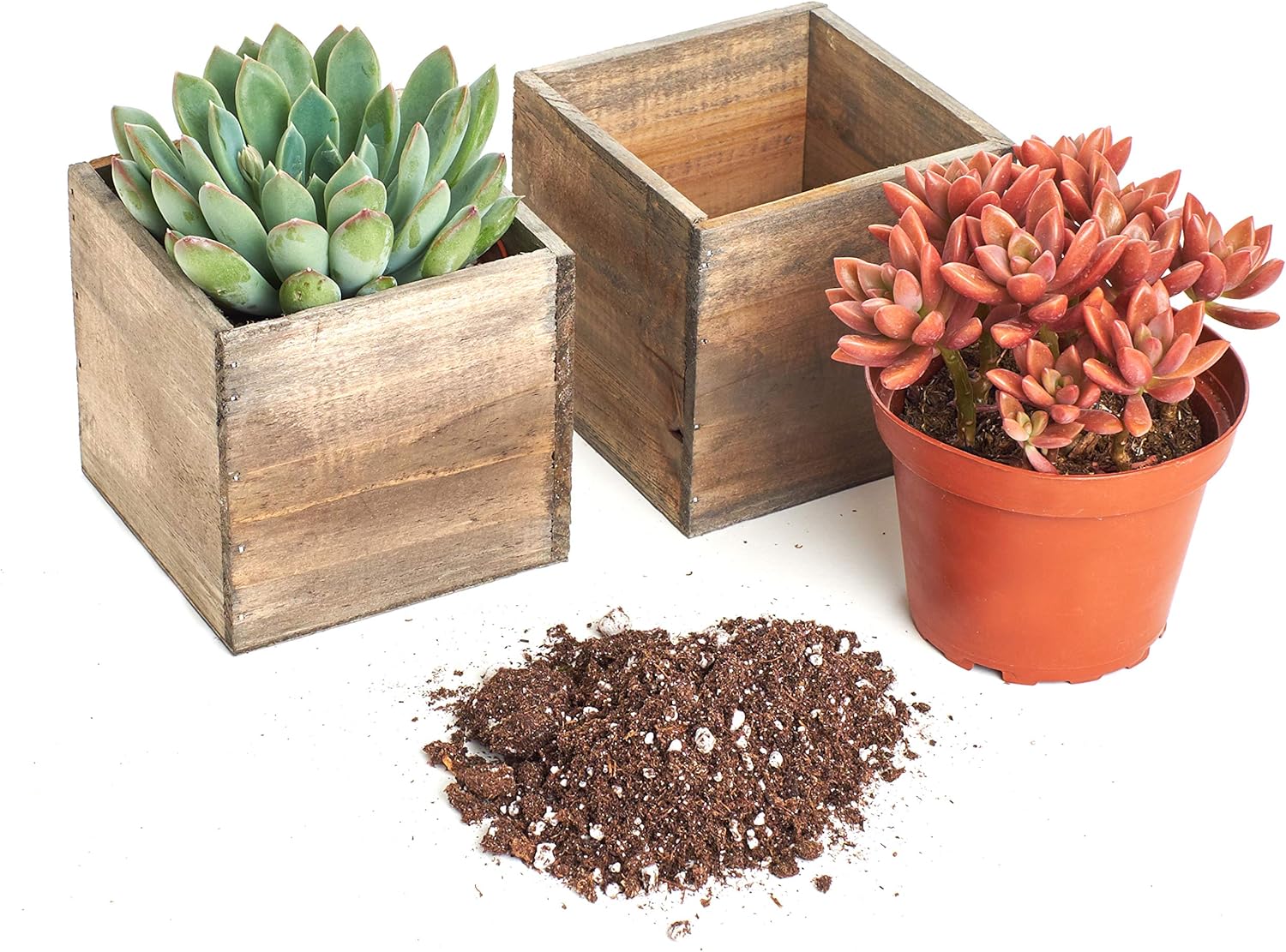 Amazon Com Shop Succulents Radiant Rosette Live Plants In